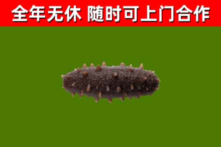 金秀县回收海参干